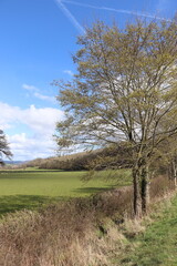 lonely tree in the field