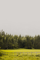Norwegian rural landscape with green meadow pastures, bordered by an old wooden fence with green coniferous trees. Foggy day