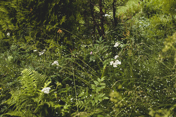 Beautiful meadow flower plant landscape close-up with ferns and white flowers on a sunny summer day.