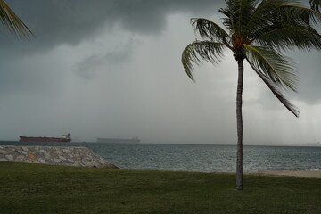 Dark storm clouds loom above swaying palm trees on a tropical beach. The moody sky and wind-stirred...