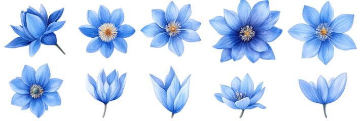 blue flowers isolated on transparent background