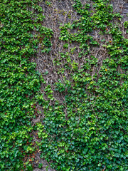 Obraz premium Vibrant green ivy intertwines with faded, brown vines on an old stone wall, creating a striking natural texture under clear daylight. This outdoor scene captures a blend of vitality and age.