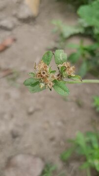 small tree growup into nature