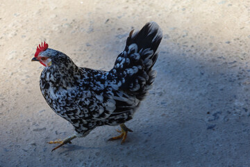 comb, rooster, chick, chicken, hen, poultry, bird, farm, animal, feather, domestic, farming, green,...