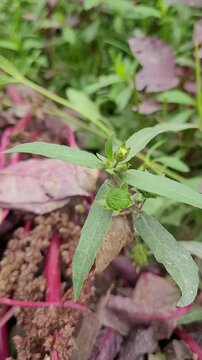 small tree growup into nature