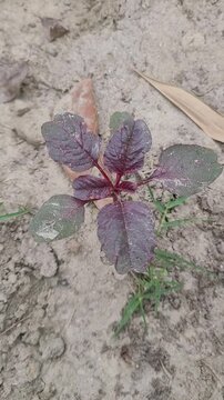 small tree growup into nature
