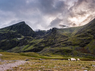 Fototapeta premium Majestic Carrauntoohil rises in the background, shrouded in mist, while sheep graze peacefully near Lough Gouragh in the lush Irish landscape at dusk.