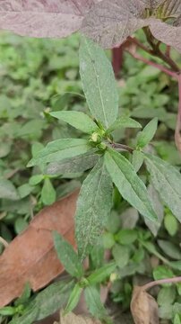 small tree growup into nature