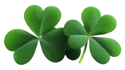 Lucky Shamrock Leaves on Black Background