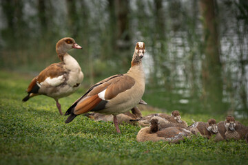 A family of ducks on the lake