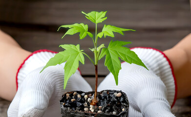 A Photo of a Female's Hands Holding a New Maple Tree Sprout Wrapped in Cloth with Green Leaves Against a Forest Background