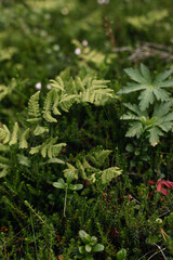 Close-up of green mountain ferns in the forest.