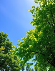 Fototapeta premium Lush green tree under bright summer sky, vibrant foliage, horizon, green leaves