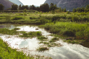 Flooded meadow with green grass in Norway