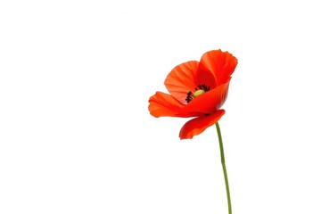 Obraz premium Single, vibrant red poppy flower isolated on pure white background, closeup, blossom