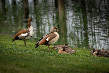 Family of ducks on the lake
Park