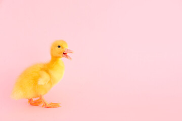 Cute duckling on pink background