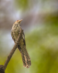 Female Asian Cuckoo