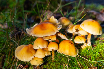 Hypholoma Mushrooms in Grass and Moss in Scandinavian Forest