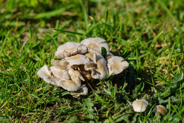 Craterellus Tubaeformis Mushrooms in Grass