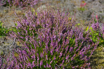 Purple Heather Blooms: Calluna or Lavender in Danish Countryside