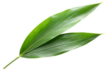 Obraz premium Serene Bamboo Leaves: Two vibrant green bamboo leaves elegantly arranged against a clean backdrop, showcasing their natural texture and form, symbolizing tranquility and growth.