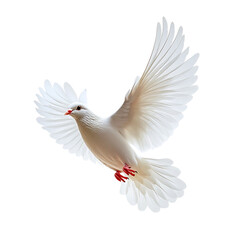 white dove isolated on a transparent background