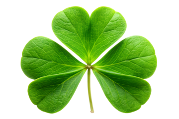 Lucky Shamrock: An image captures a vibrant, three-leaf shamrock, a classic symbol of good fortune and Irish heritage, showcasing the crisp detail of each leaf.