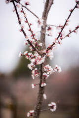 cherry blossom in spring