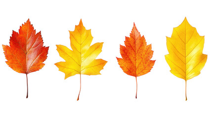 Autumn Leaves in Vibrant Colors