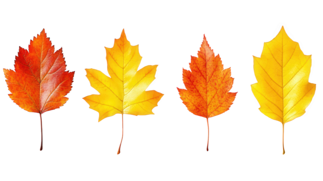 Autumn Leaves in Vibrant Colors