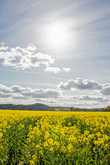 Fototapeta premium Canola crops in the summer field