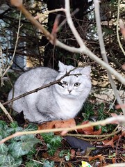 Graue Katze blickt aufmerksam durch Zweige hindurch, sitzt inmitten von Efeu und Herbstlaub....