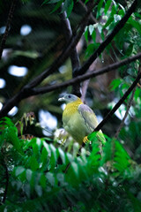 Obraz premium Yellow footed green pigeon on a neem (Azadirachta indica) tree during a heavy rain