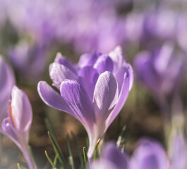 purple crocus flowers