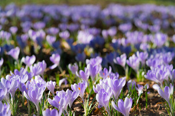 purple crocus flowers