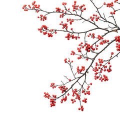 Branches of Red Berries Isolated on Transparent Background