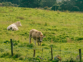 cows grazing in a field
