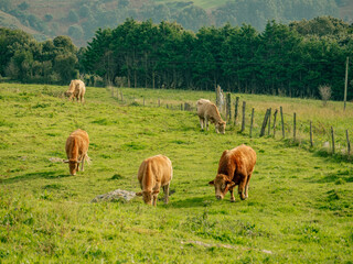 cows grazing in a field