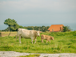 cows grazing in a field