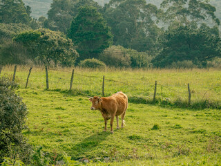 cows grazing in a field