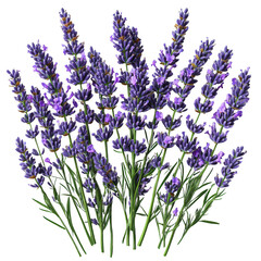 Obraz premium Bunch of lavender on a transparent background