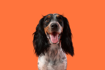 Portrait of cute funny cocker spaniel dog on orange background
