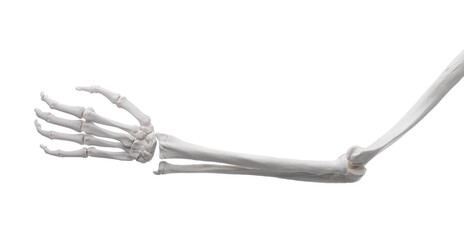 Artificial human skeleton model isolated on white, closeup