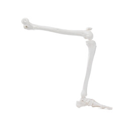 Artificial human skeleton model isolated on white, closeup