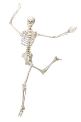 Artificial human skeleton model isolated on white