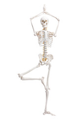 Artificial human skeleton model isolated on white