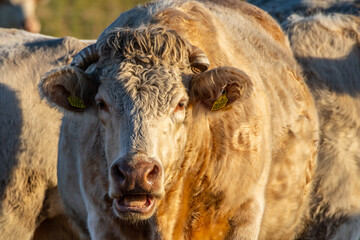 Charolais Cattle Close-up: Light-Colored Bull in Denmark Field