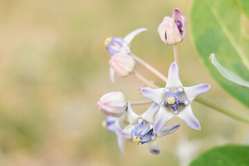 Close-up of a Calotropis flower in nature.
