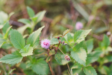 Close-up of a  Mimosa pudica